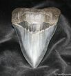 Sharp / Inch Megalodon Tooth From Georgia #871-1